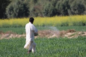 A farmer in traditional attire spreads fertilizer in a lush green field.