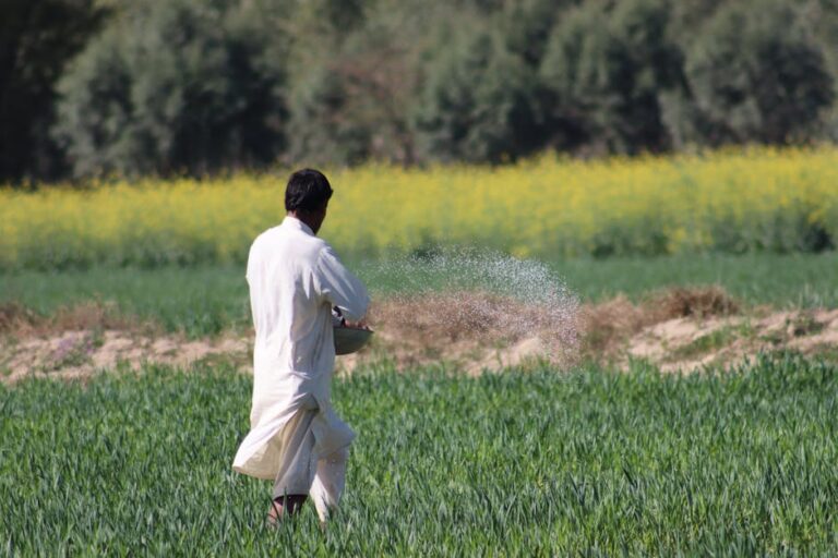 A farmer in traditional attire spreads fertilizer in a lush green field.