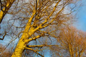 Captivating view of bare tree branches glowing in the golden hour sunlight against a clear sky.