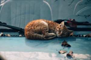 Ginger cat peacefully sleeping on a car hood surrounded by fall leaves.