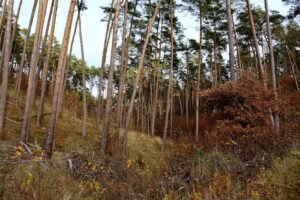 Captivating scene of a pine forest in autumn with rich undergrowth and tall trees.