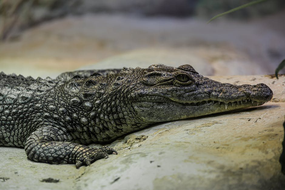 Detailed view of a crocodile lying on a rock, showcasing its textured skin and calm demeanor.