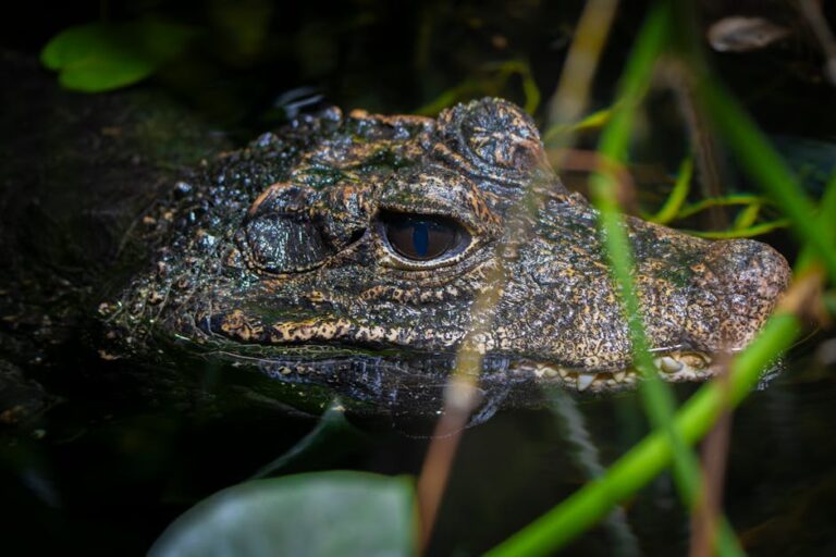 Detailed view of a camouflaged caiman among aquatic plants in a natural habitat.